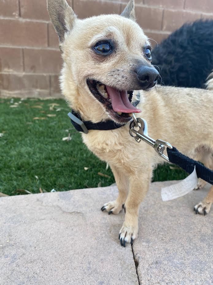 Dog For Adoption Follie A Chihuahua Mix In Las Vegas Nv