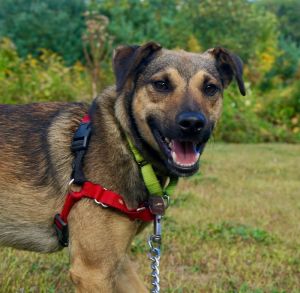 Marty (waiting in foster)