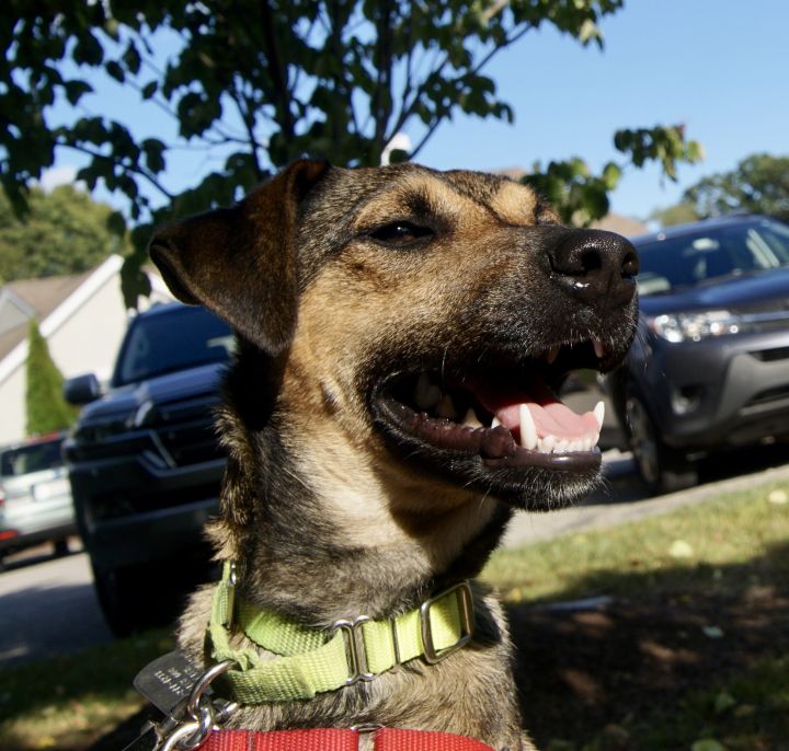 Marty (waiting in foster), an adopted German Shepherd Dog & Feist Mix in Scituate, MA_image-3
