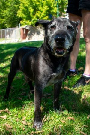 Dog For Adoption Gordo A Labrador Retriever Mix In House