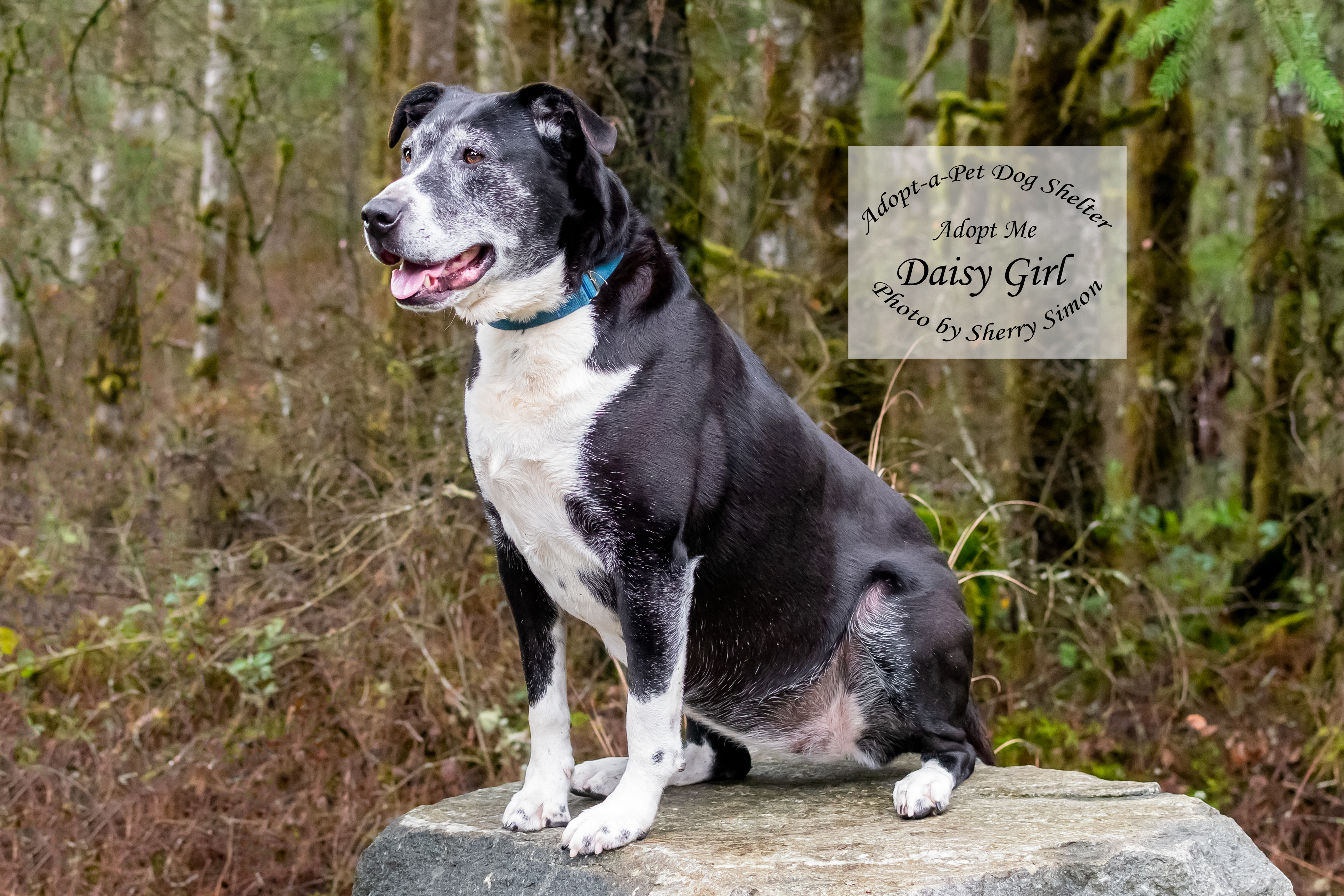 DAISY GIRL, an adoptable Border Collie, Pit Bull Terrier in Shelton, WA, 98584 | Photo Image 2