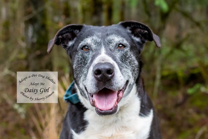 DAISY GIRL, an adoptable Border Collie & Pit Bull Terrier Mix in Shelton, WA_image-2