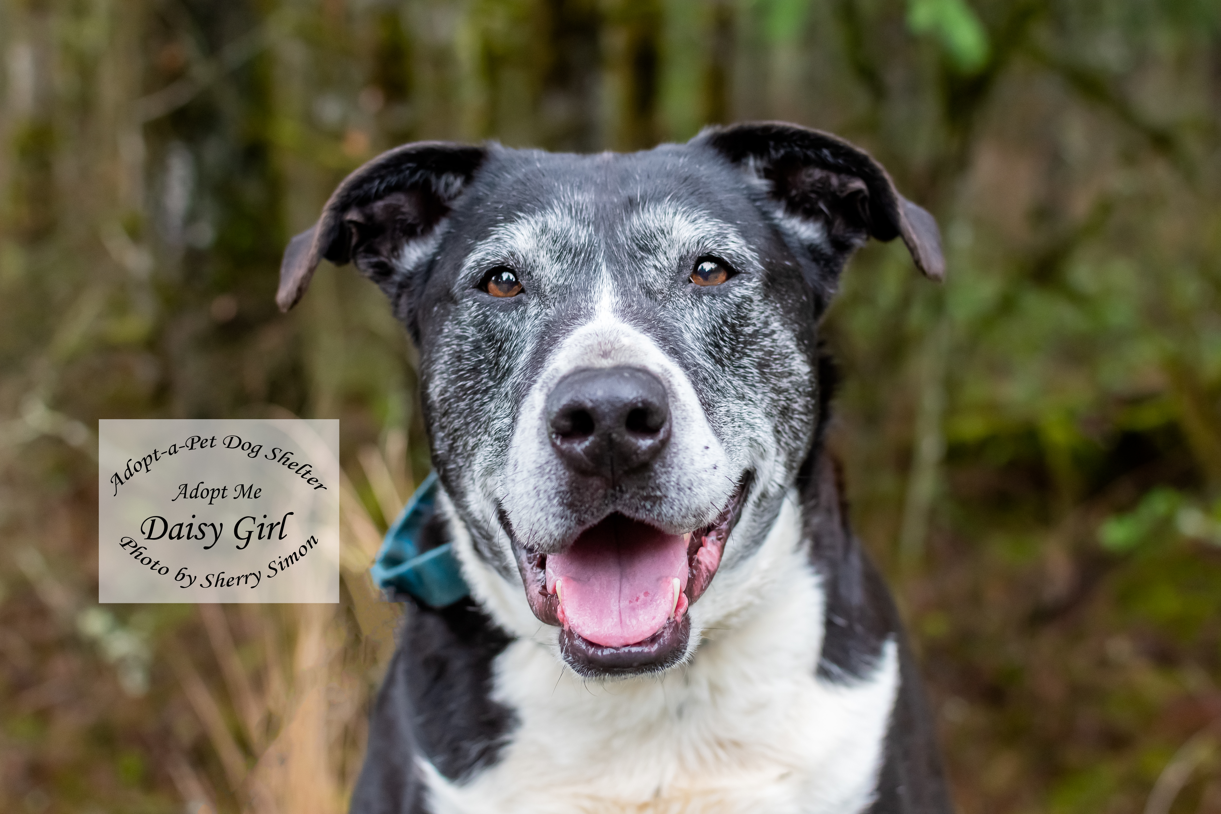 DAISY GIRL, an adoptable Border Collie, Pit Bull Terrier in Shelton, WA, 98584 | Photo Image 3