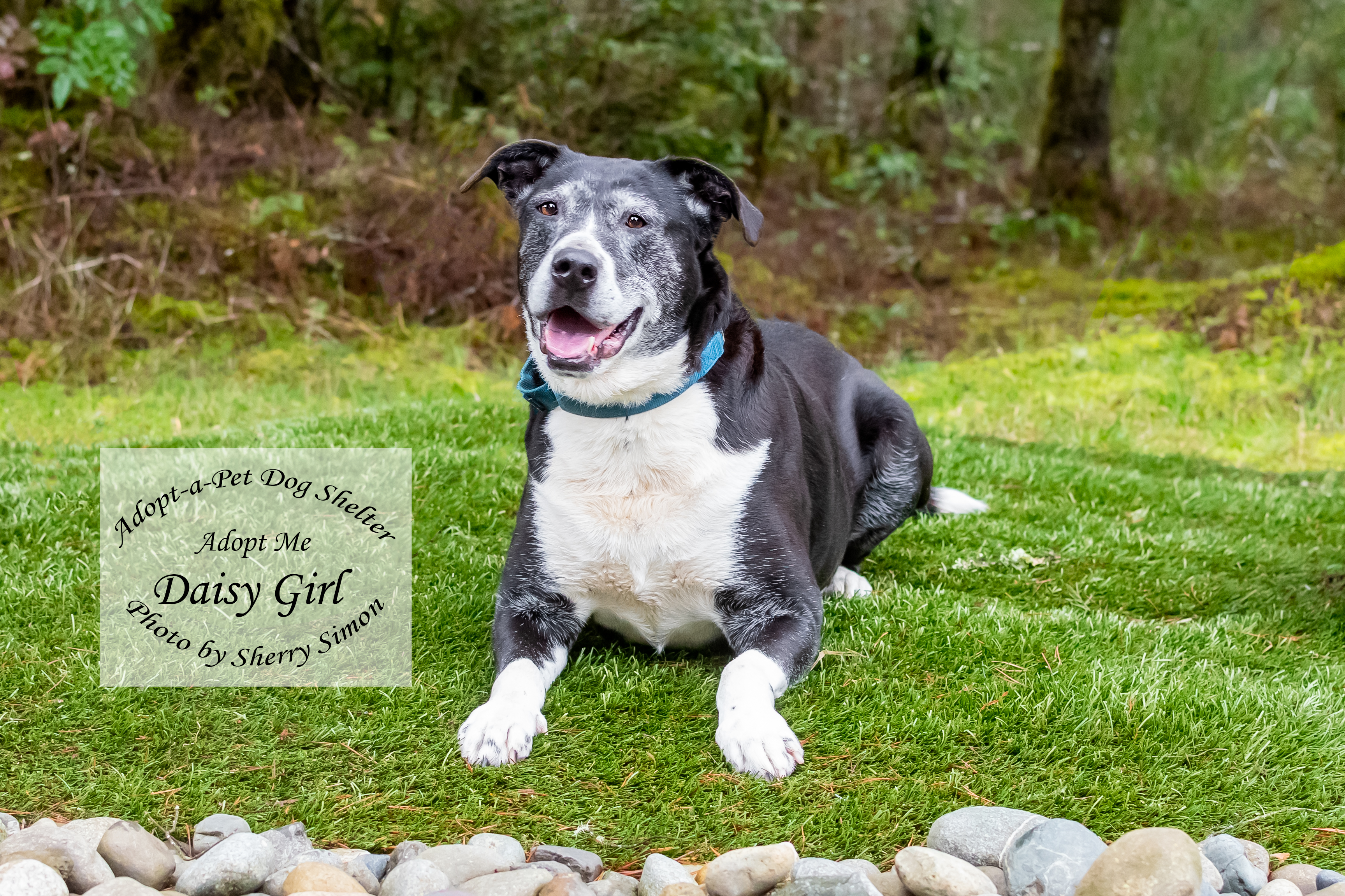 DAISY GIRL, an adoptable Border Collie, Pit Bull Terrier in Shelton, WA, 98584 | Photo Image 4