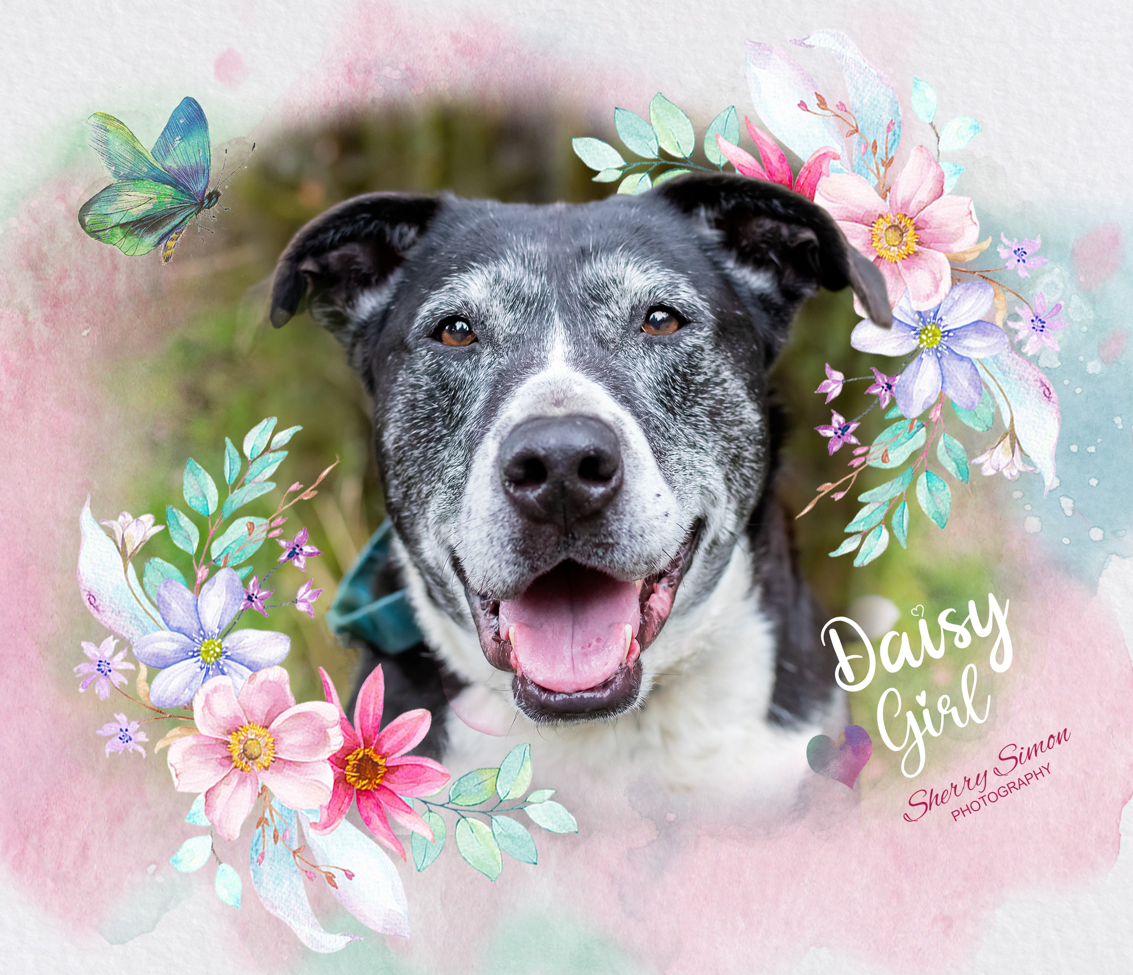 DAISY GIRL, an adoptable Border Collie, Pit Bull Terrier in Shelton, WA, 98584 | Photo Image 5