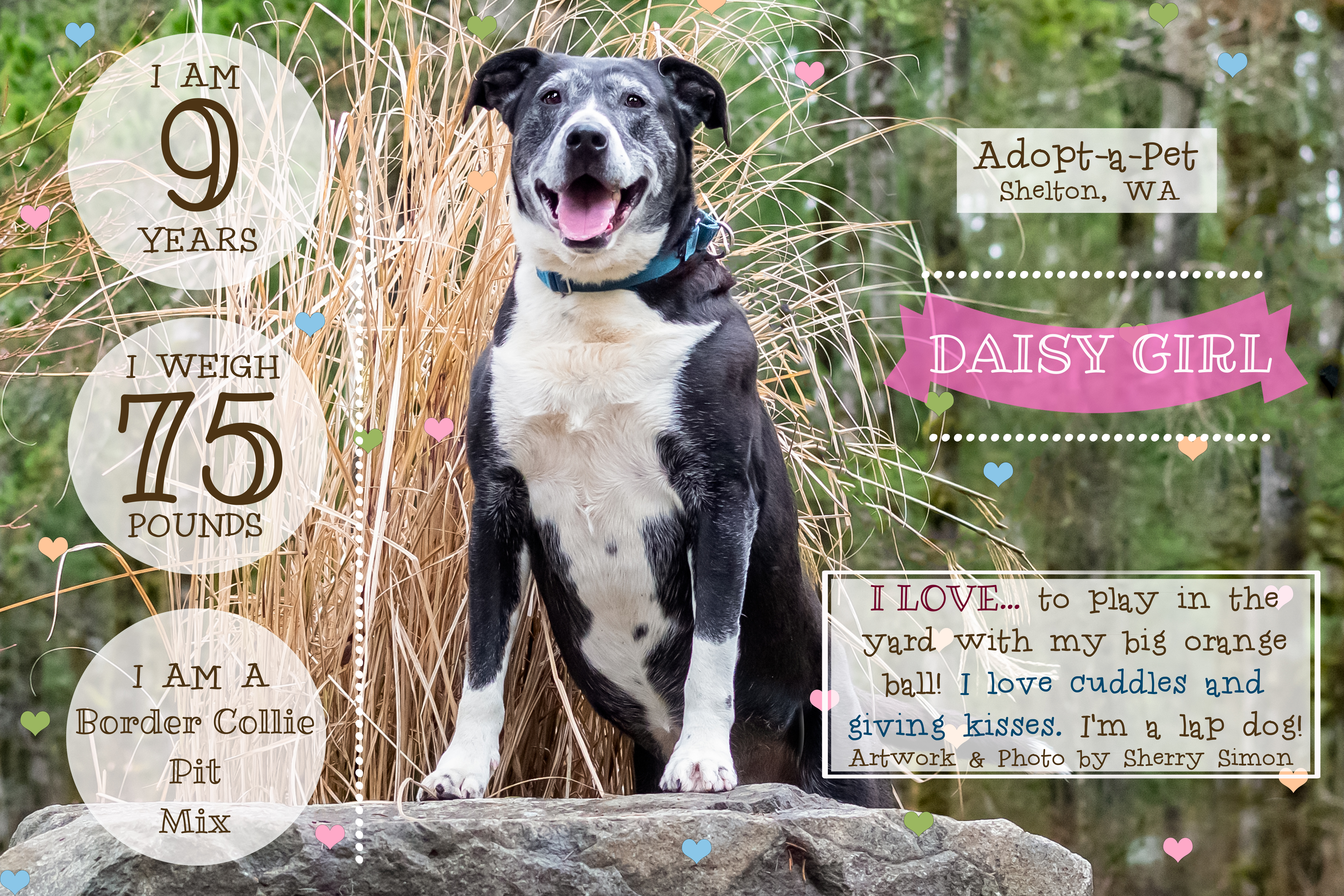 DAISY GIRL, an adoptable Border Collie, Pit Bull Terrier in Shelton, WA, 98584 | Photo Image 1