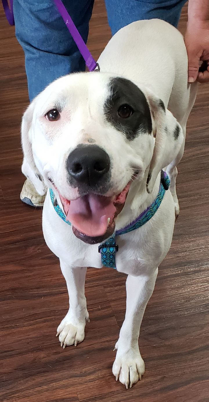 Coonhound and 2024 pitbull mix