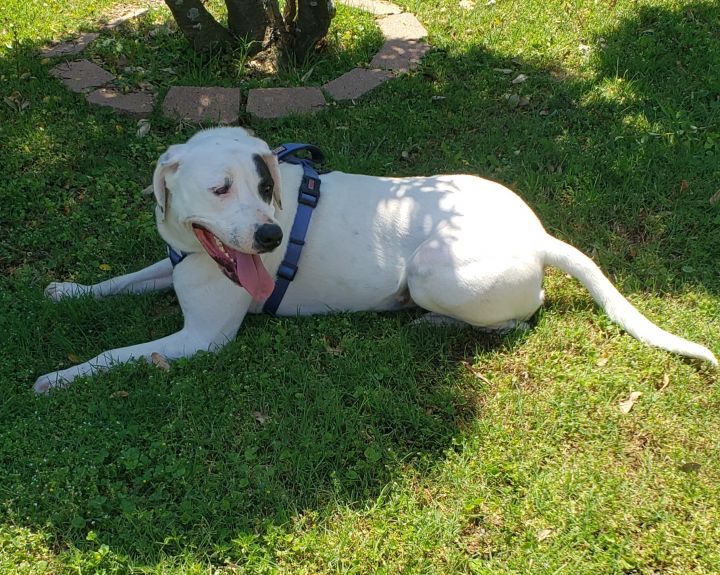 Coonhound sales pitbull mix