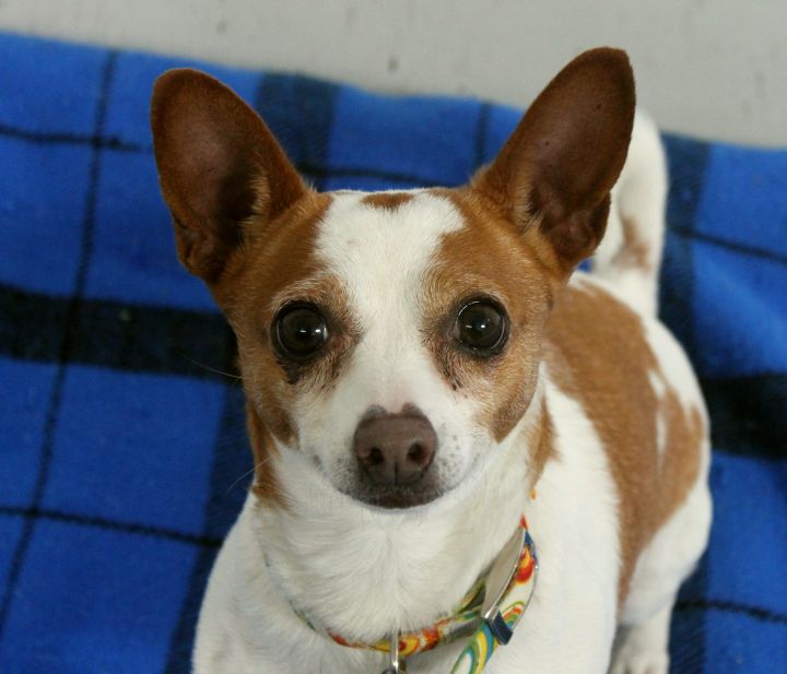 Adorable Chihuahua Jack Russell Mix Fluffy l2sanpiero