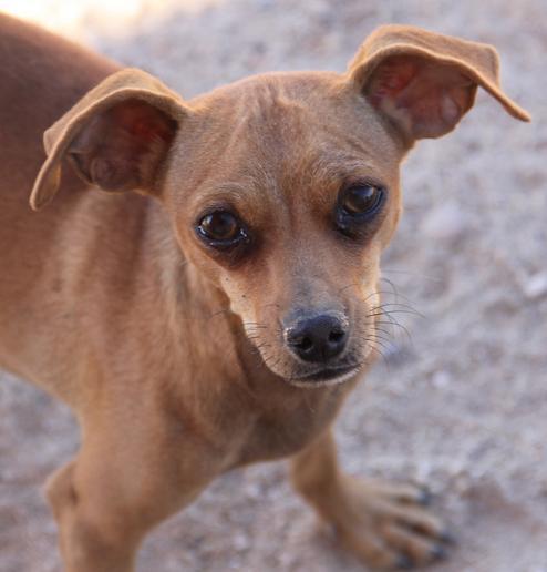 Romeo, an adoptable Chihuahua, Dachshund in New River, AZ, 85087 | Photo Image 1