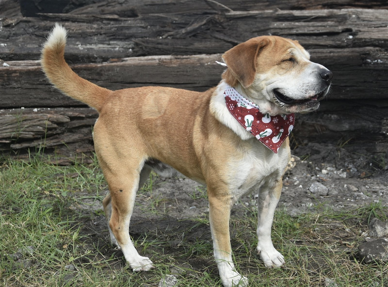 Bucky, an adoptable Basset Hound, Terrier in Sanford, FL, 32771 | Photo Image 1