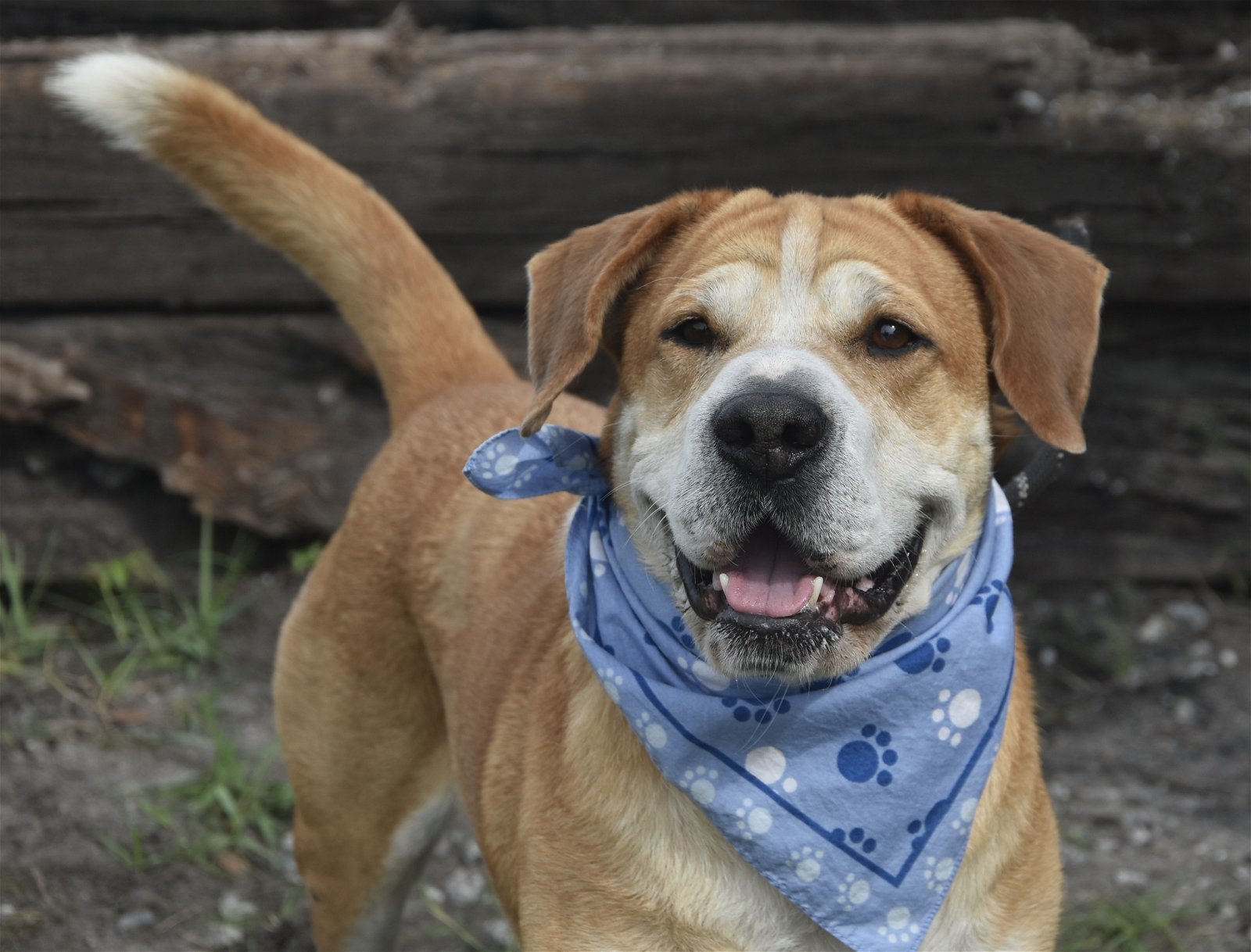 Bucky, an adoptable Basset Hound, Terrier in Sanford, FL, 32771 | Photo Image 2