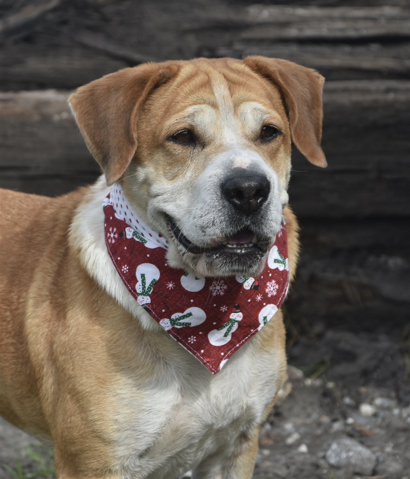 Bucky, an adoptable Basset Hound, Terrier in Sanford, FL, 32771 | Photo Image 3