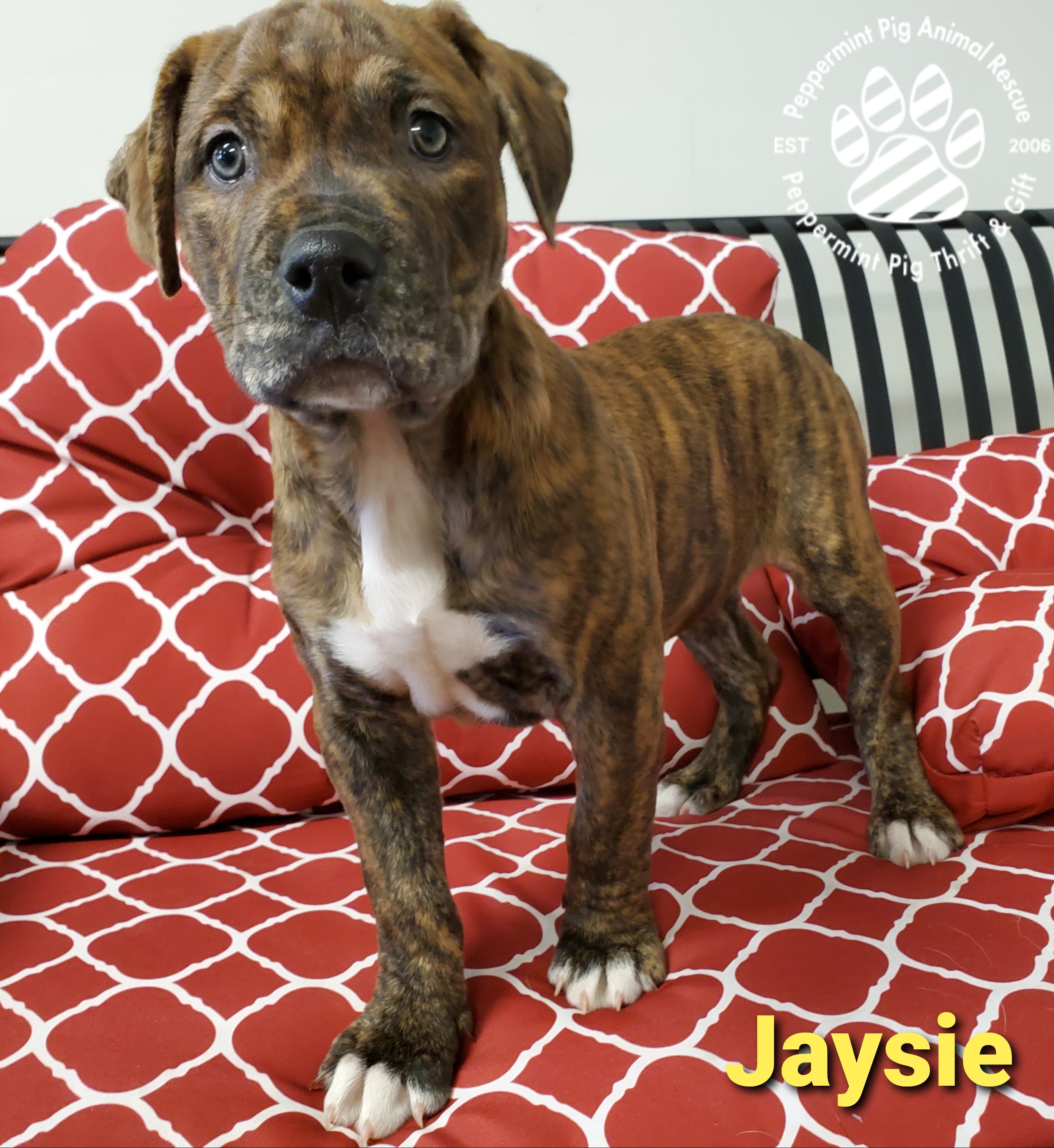 Jaysie Adoption Pending detail page