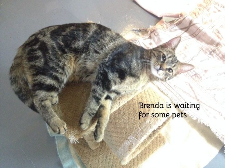 Brenda 3