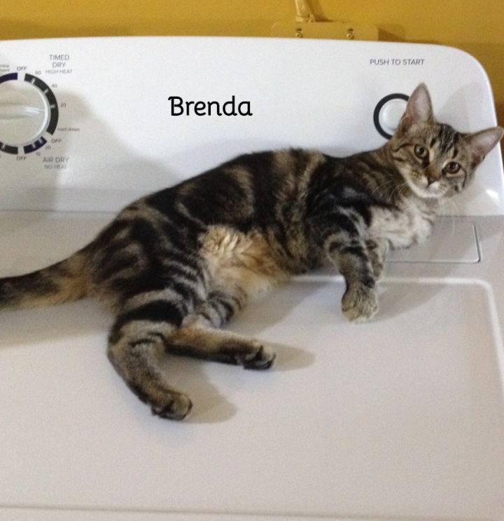 Brenda 6