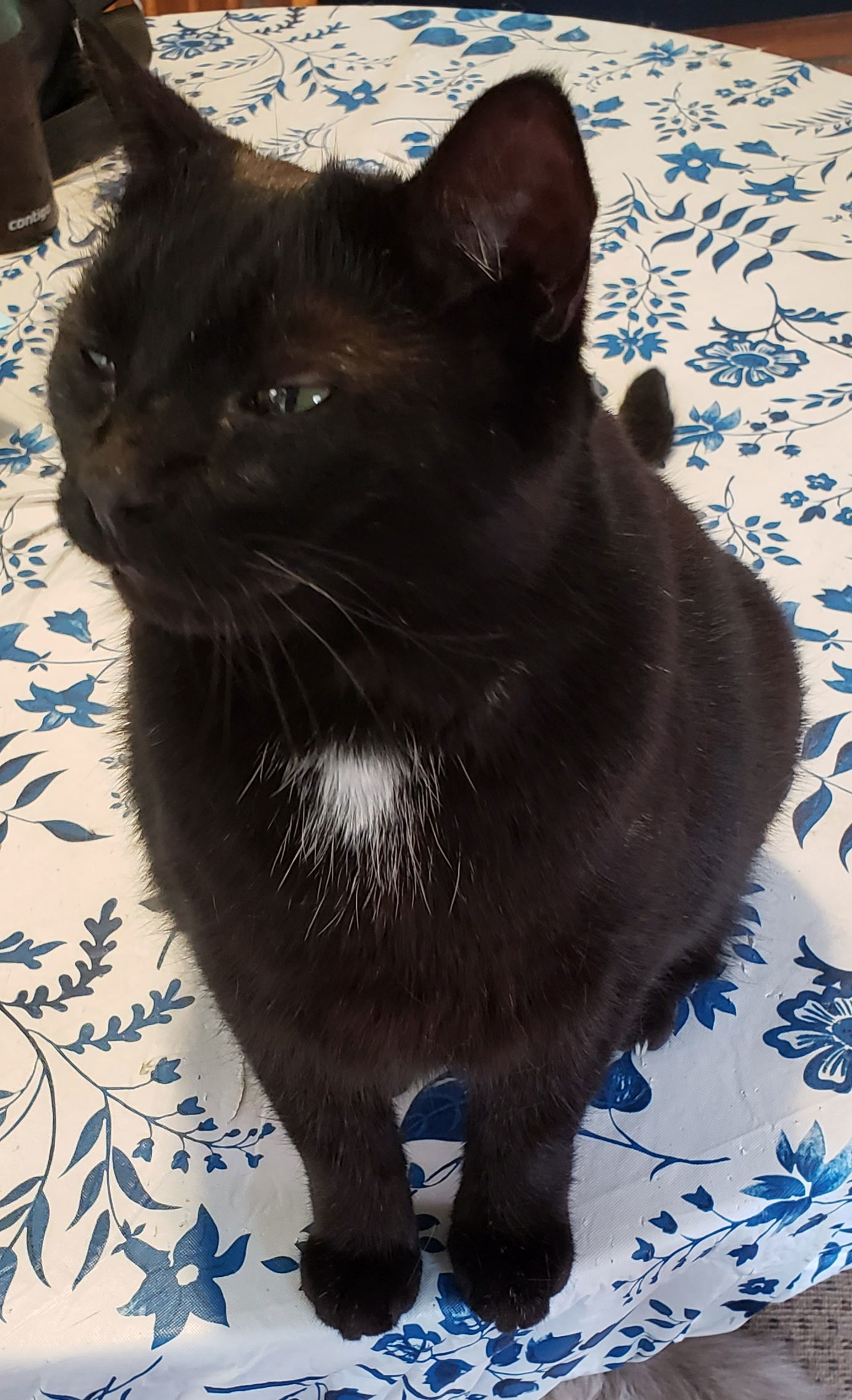 Raven, an adoptable Domestic Short Hair in Westminster, MD, 21158 | Photo Image 1