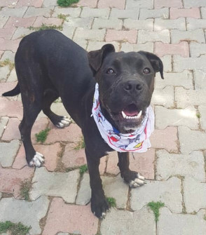 Dog For Adoption Hera A Cane Corso Boxer Mix In Toronto