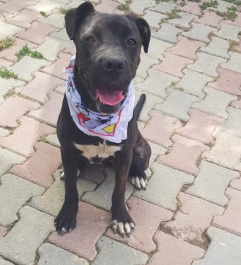 Dog For Adoption Hera A Cane Corso Boxer Mix In Toronto