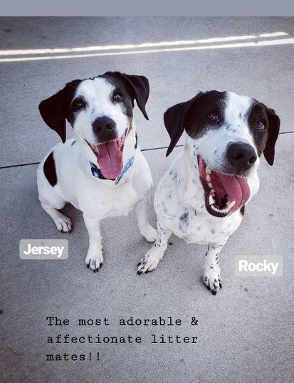 Rocky and Jersey 1