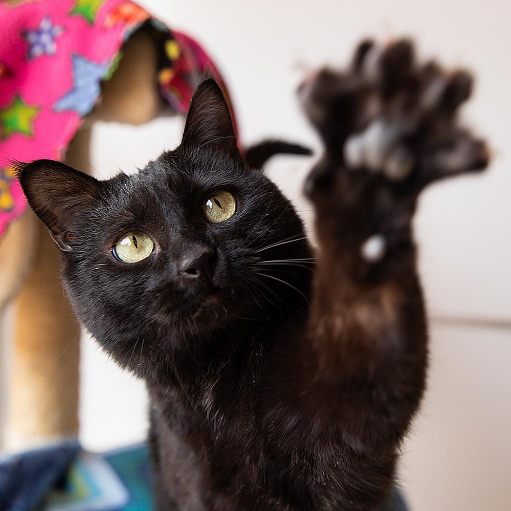 Jako, an adoptable Domestic Short Hair in Kanab, UT, 84741 | Photo Image 1