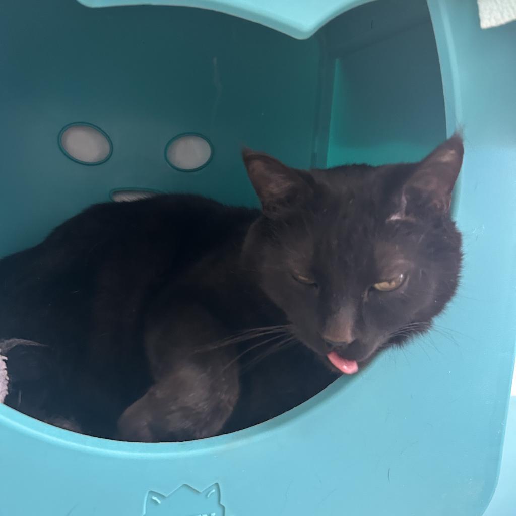Jako, an adoptable Domestic Short Hair in Kanab, UT, 84741 | Photo Image 2