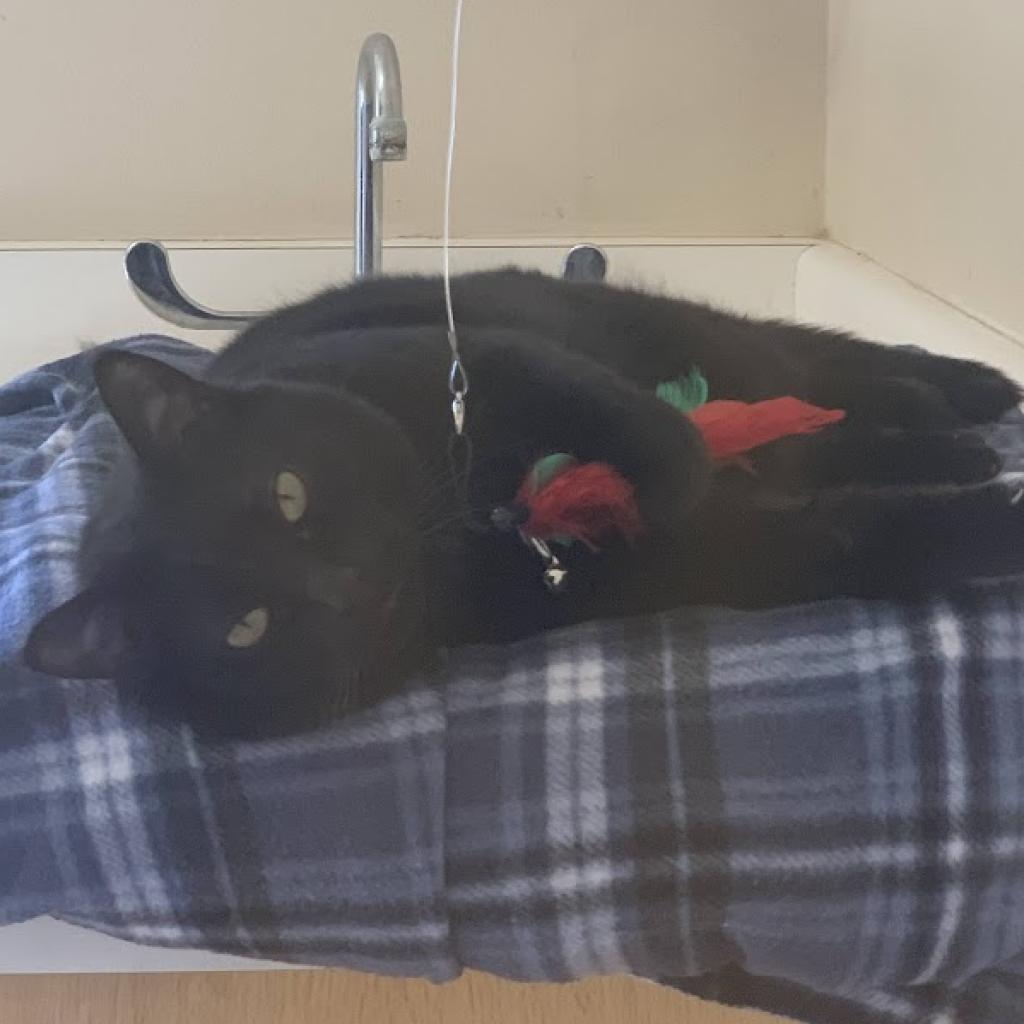 Jako, an adoptable Domestic Short Hair in Kanab, UT, 84741 | Photo Image 3