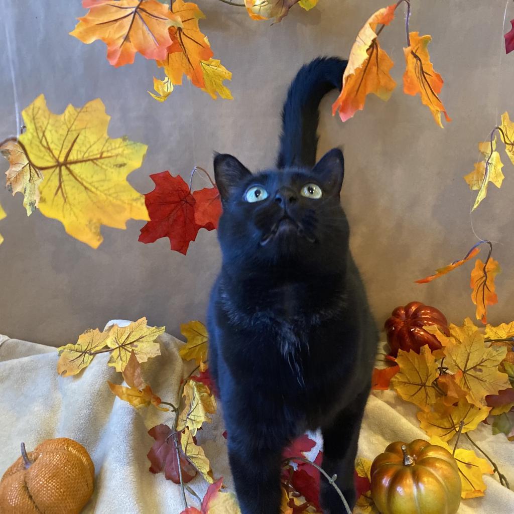 Jako, an adoptable Domestic Short Hair in Kanab, UT, 84741 | Photo Image 5