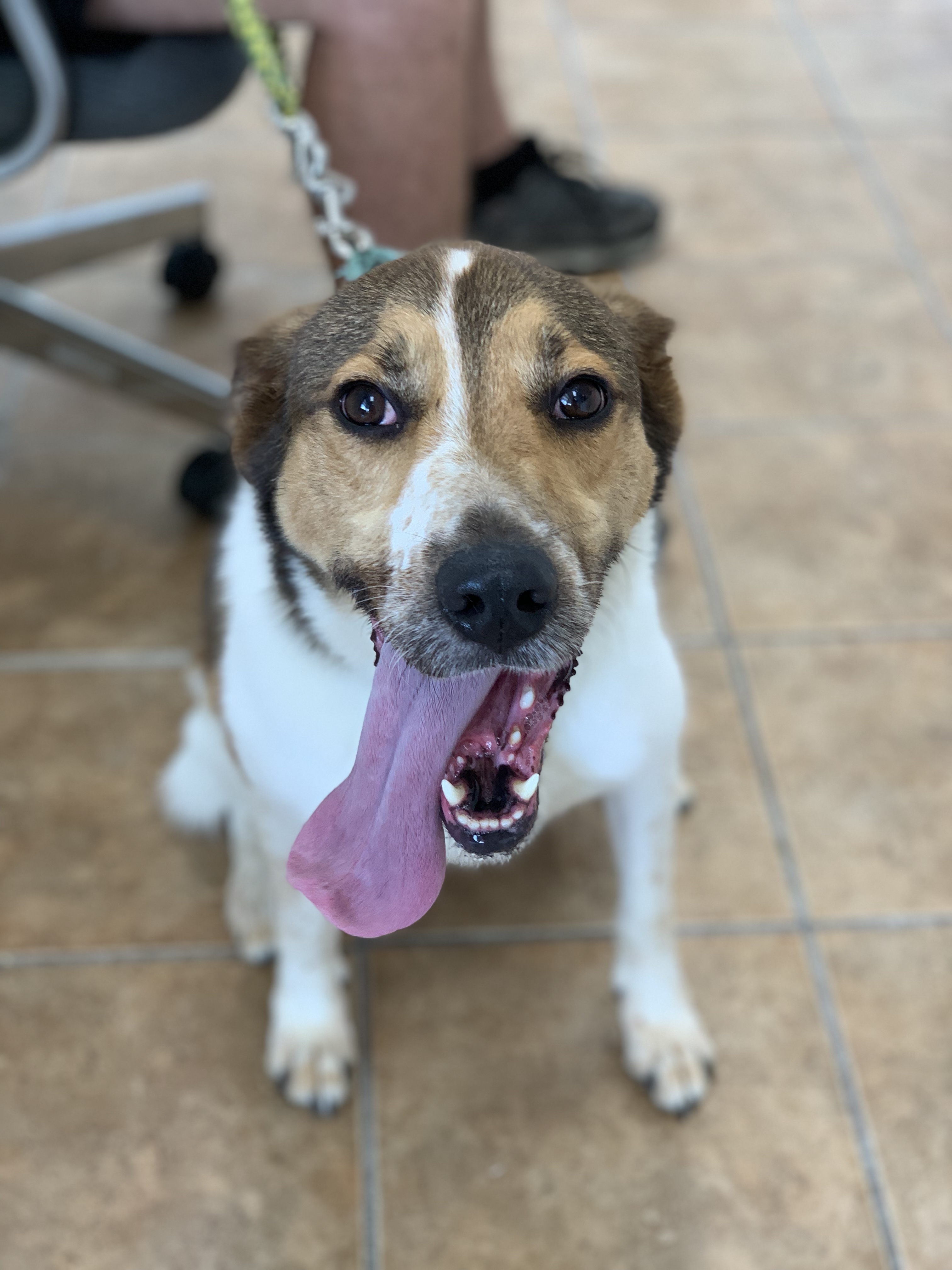 Dog For Adoption Max A Shetland Sheepdog Sheltie Mix In Berlin MD 