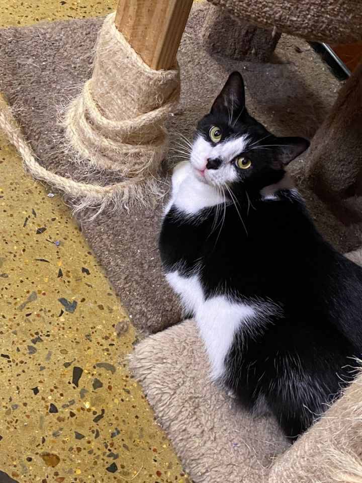 Cat for adoption Lucky a Tuxedo in Beaumont TX Petfinder