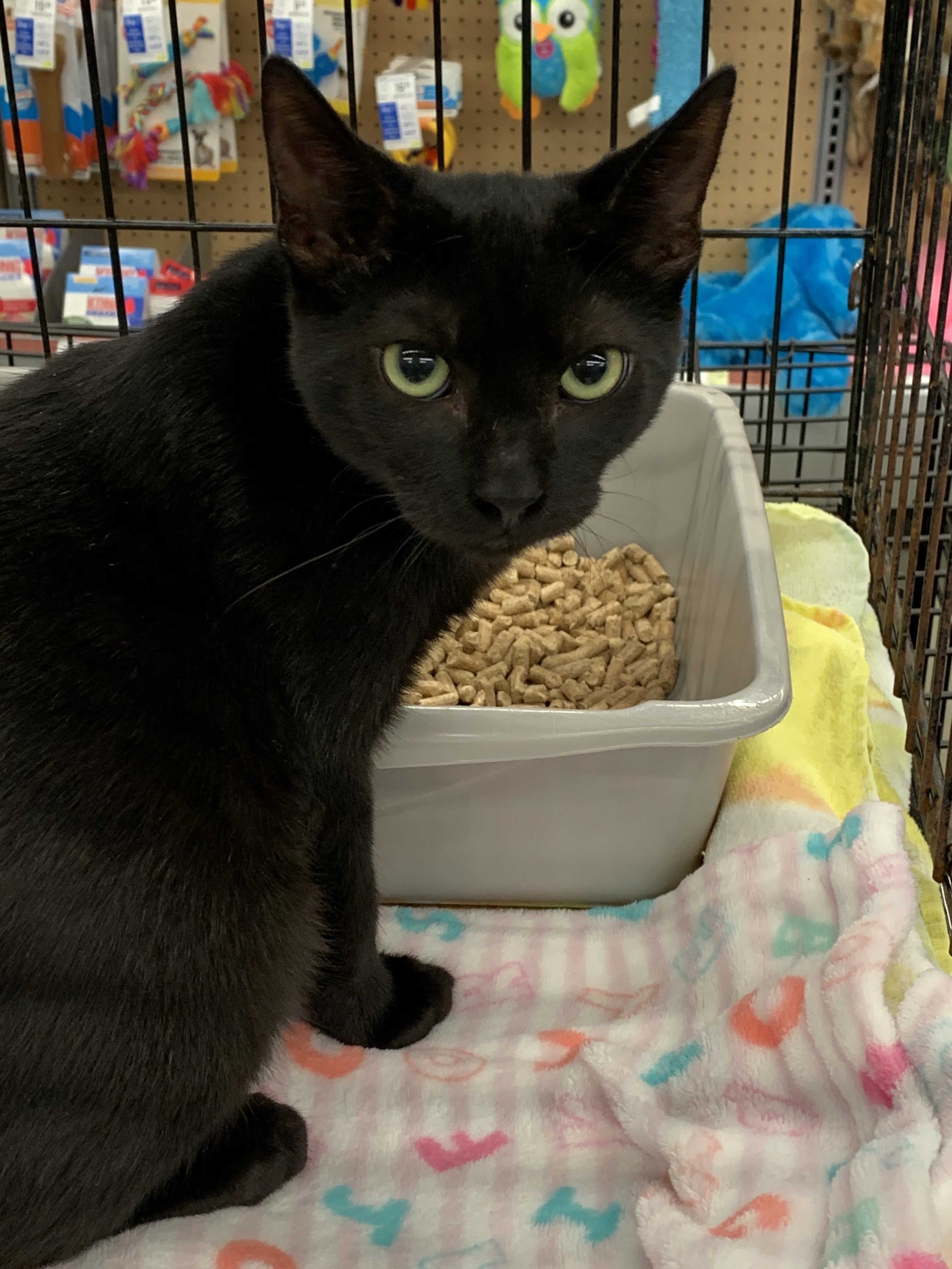 Zero, an adoptable Domestic Short Hair in Berlin, MD, 21811 | Photo Image 1