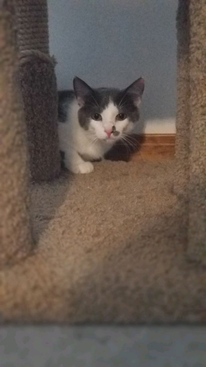 Bonita 1