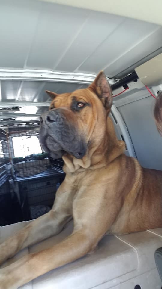 Sarge, an adoptable Mastiff in Jamestown, TN, 38556 | Photo Image 1