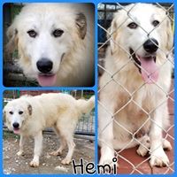 Hemi, an adoptable Great Pyrenees in Newnan, GA, 30263 | Photo Image 1