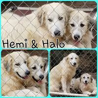 Hemi, an adoptable Great Pyrenees in Newnan, GA, 30263 | Photo Image 2