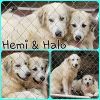 Hemi photo 2