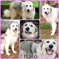 Halo, an adoptable Great Pyrenees in Newnan, GA, 30263 | Photo Image 1