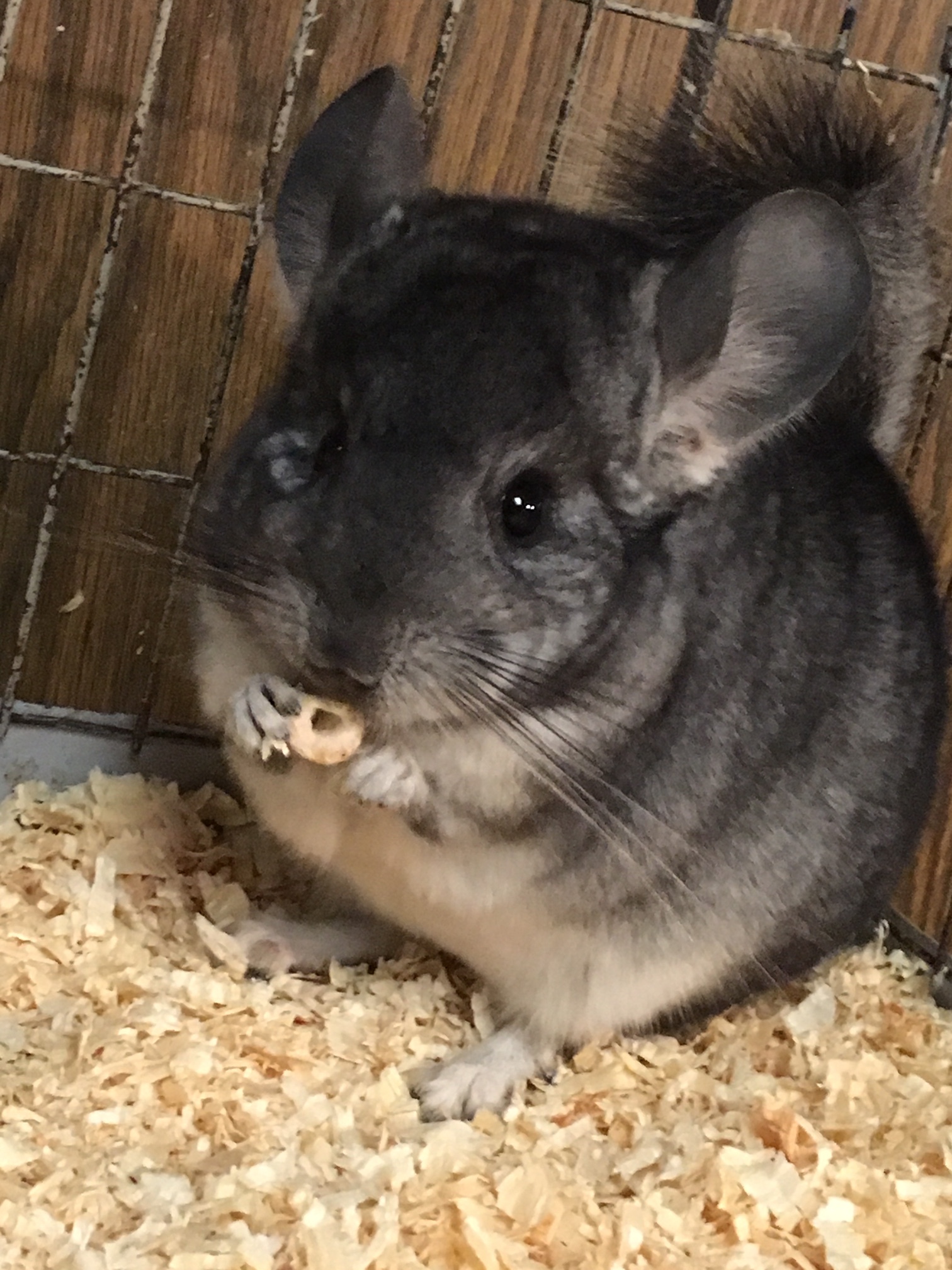 3 5 Month Old Standard Grey Female Chinchilla Kit Baby detail page