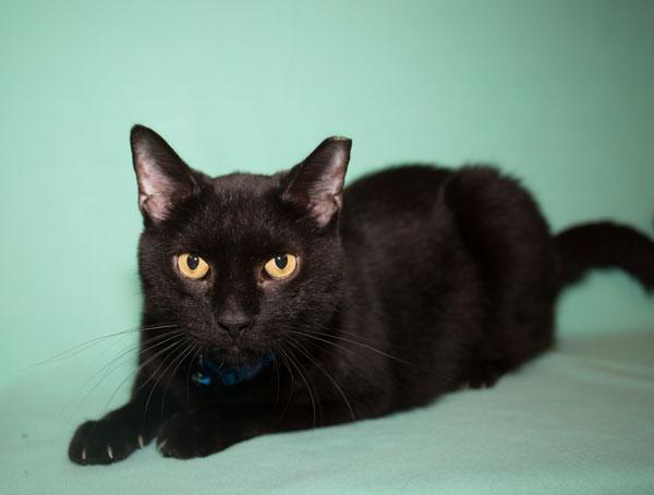 Merlin, an adoptable Bombay in Lakewood, OH, 44107 | Photo Image 3