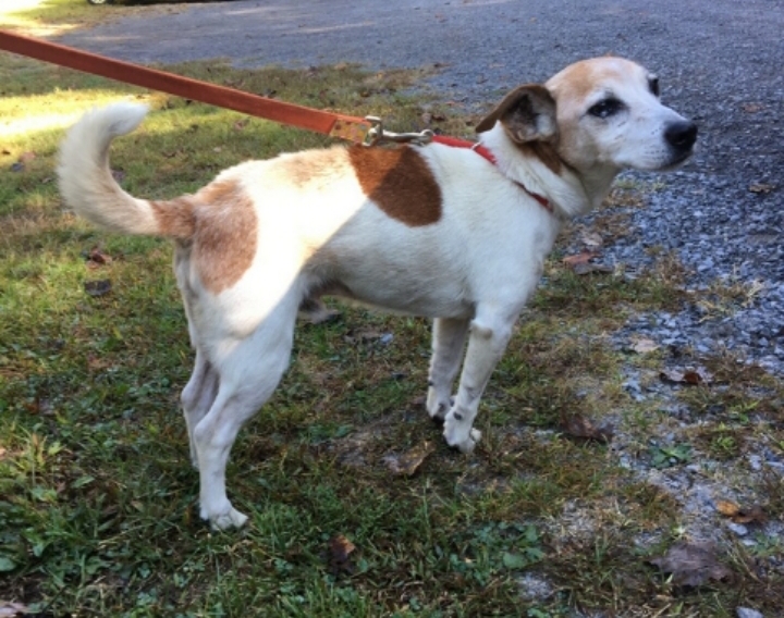 Dog For Adoption Bingo A Jack Russell Terrier Mix In Grafton