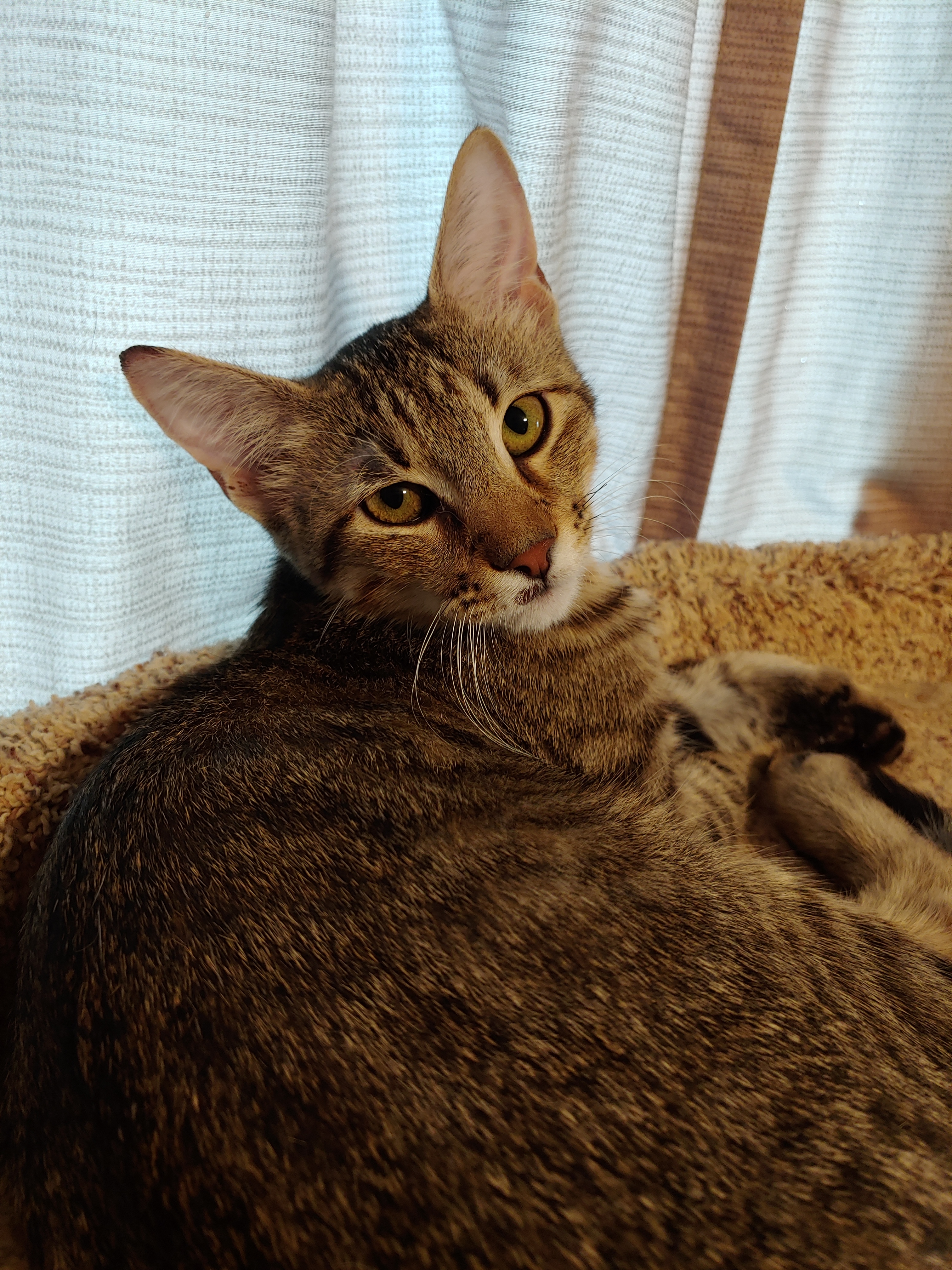 Morgan, an adoptable Domestic Short Hair in Fort Worth, TX, 76110 | Photo Image 1