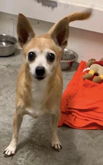 Nissa, an adoptable Chihuahua in Hastings, NE, 68901 | Photo Image 1