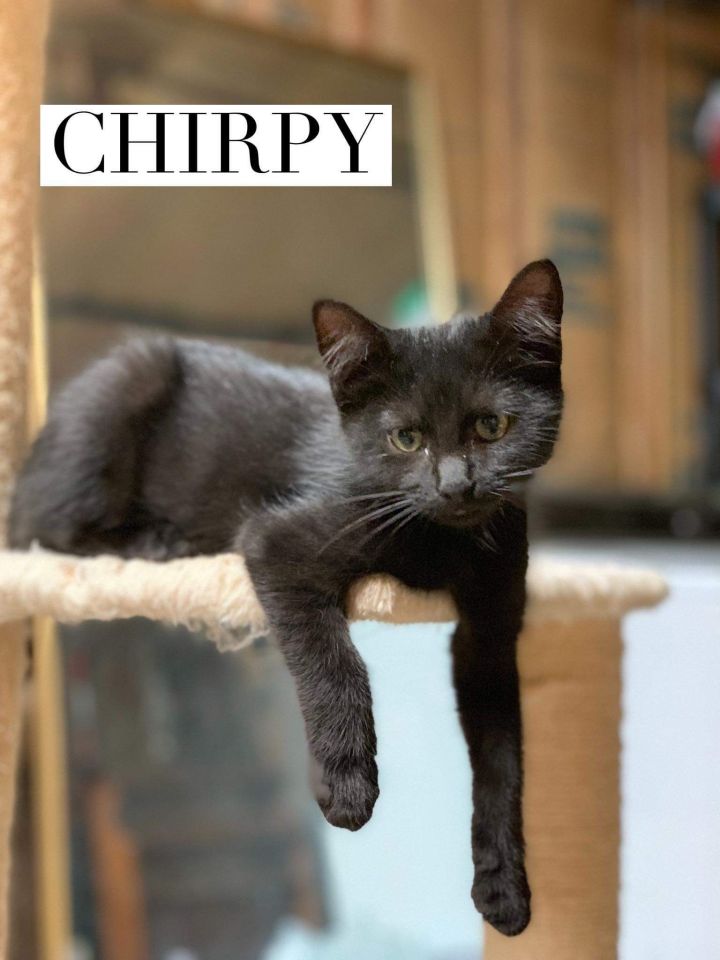 Chirpy 1