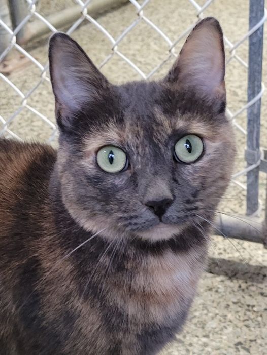 Mochachina, an adoptable Domestic Short Hair in Freeport, NY, 11520 | Photo Image 4