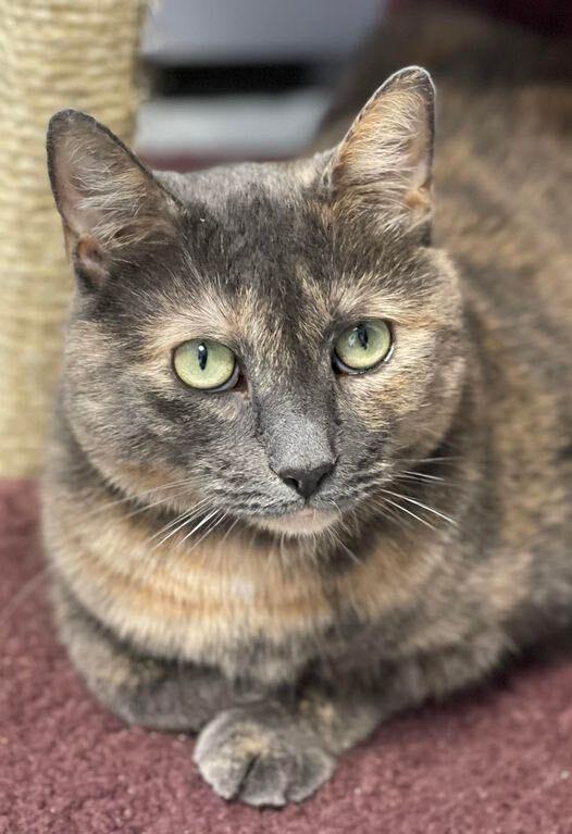 Mochachina, an adoptable Domestic Short Hair in Freeport, NY, 11520 | Photo Image 6