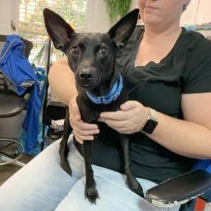Dog For Adoption Karia A Rat Terrier Mix In Washington