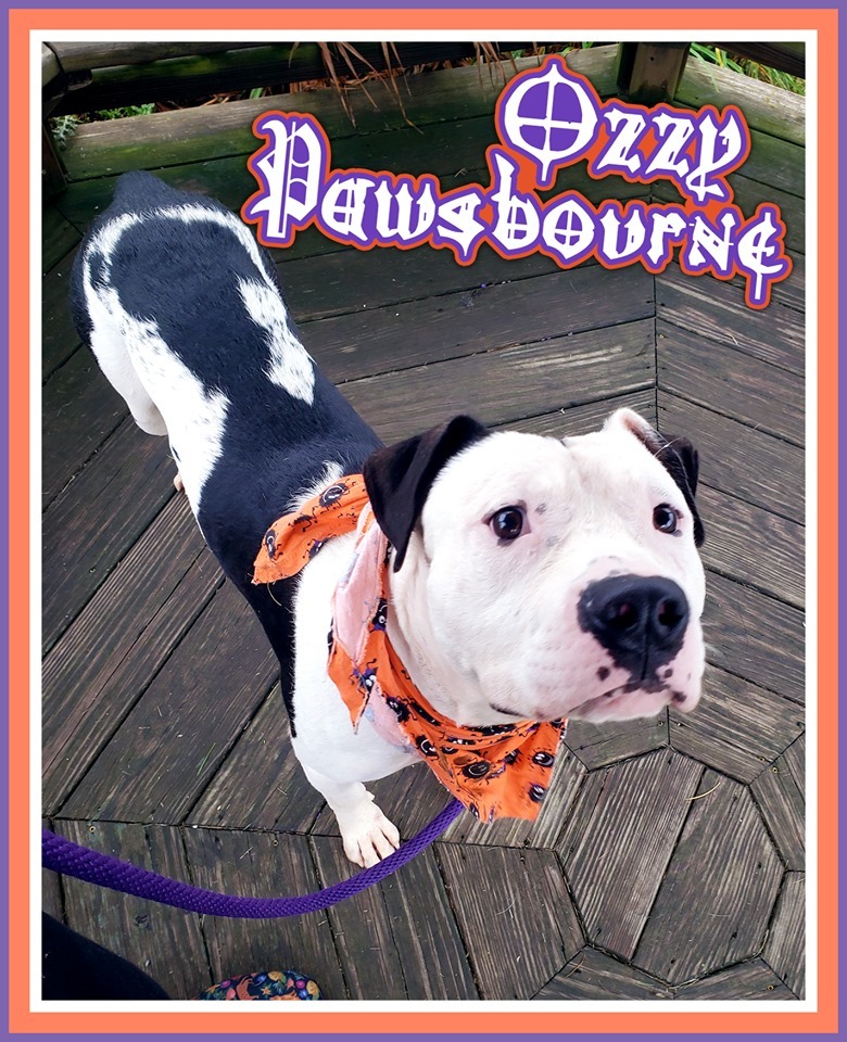 Ozzy Pawsbourne detail page