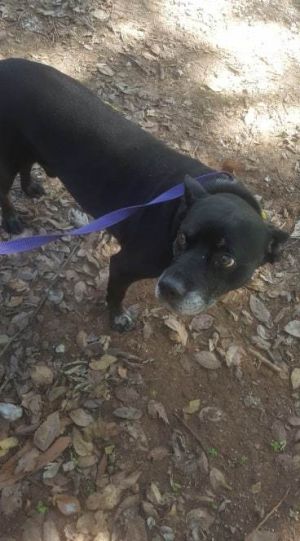 Buddy, Senior Male unknown