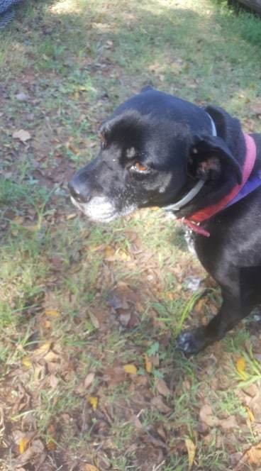 Buddy, an adoptable Mixed Breed in Blanchard, OK, 73010 | Photo Image 2