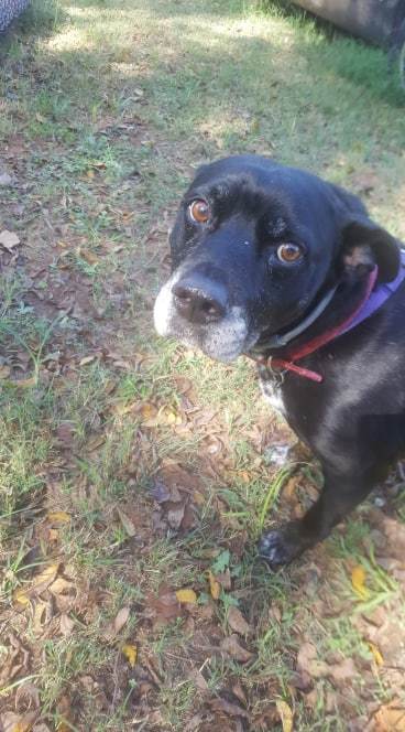 Buddy, an adoptable Mixed Breed in Blanchard, OK, 73010 | Photo Image 3